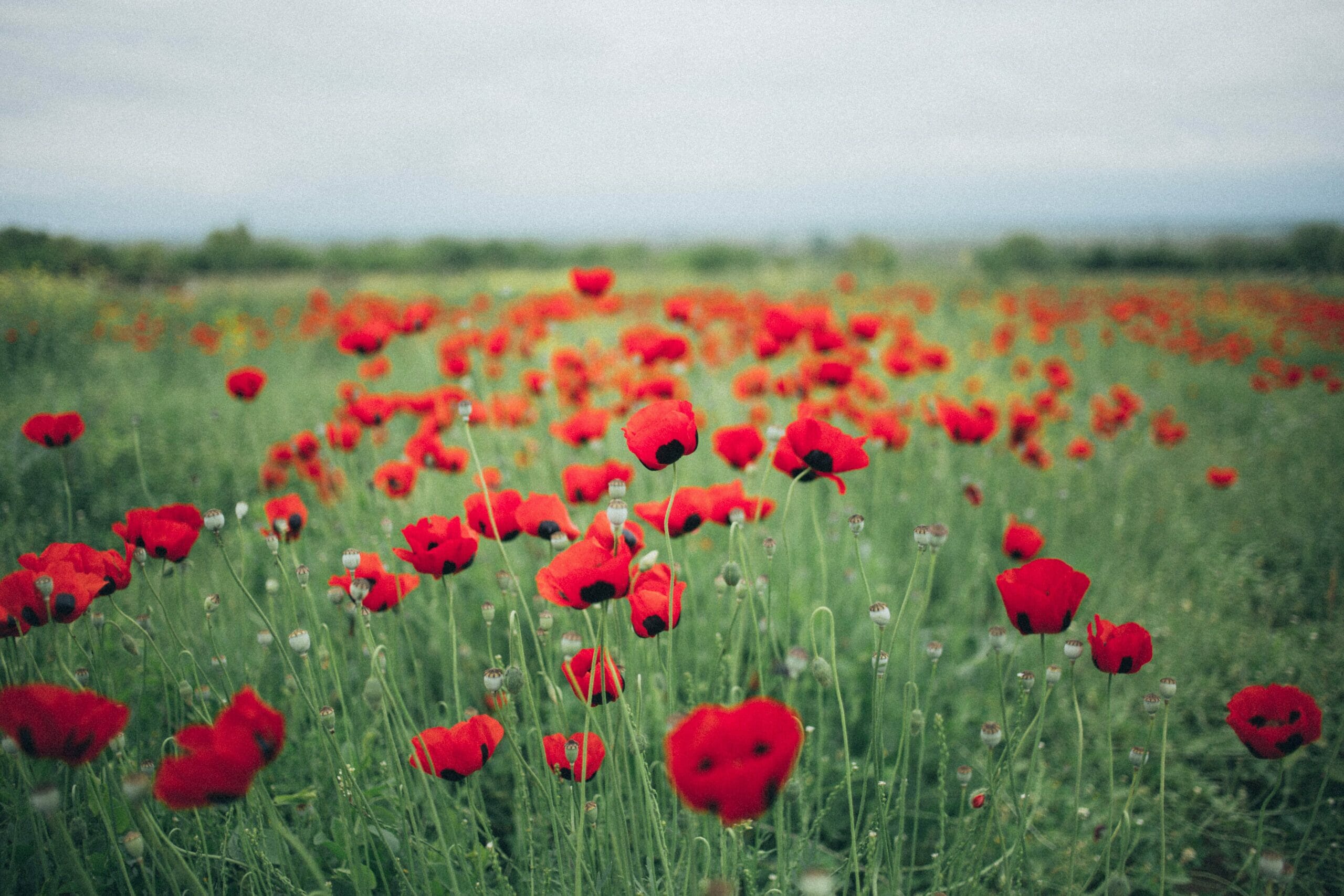 2021 RSA Poppy Appeal