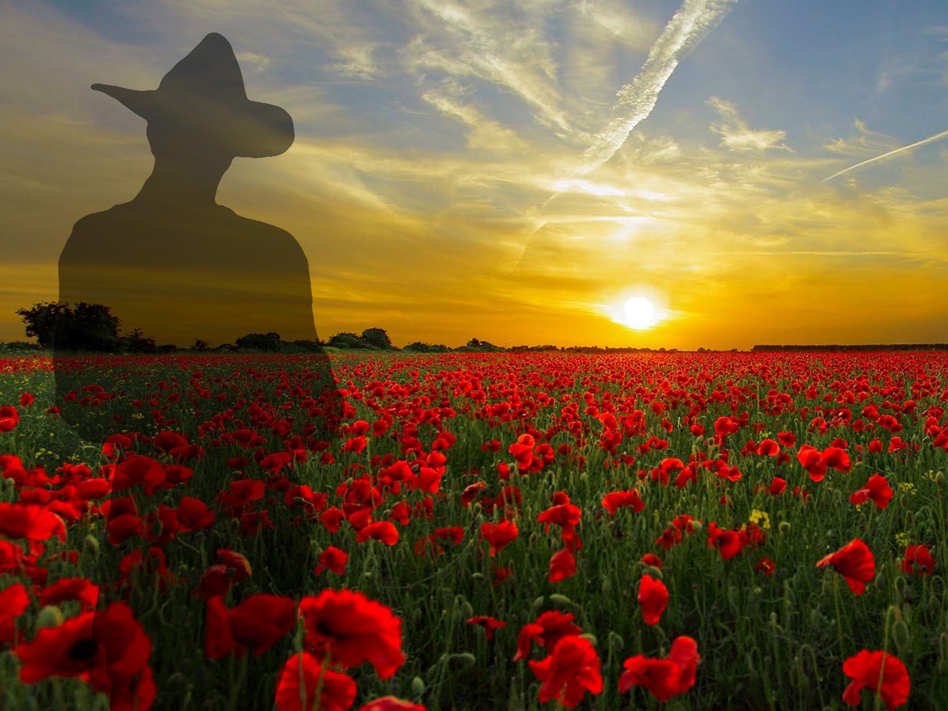 Anzac Day 2023: Why you will rarely see a fresh poppy at Anzac Day events