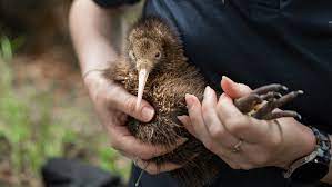 Taking Kiwi from Endangered to Everywhere – London event with Save the Kiwi